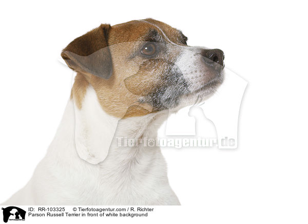 Parson Russell Terrier in front of white background / RR-103325