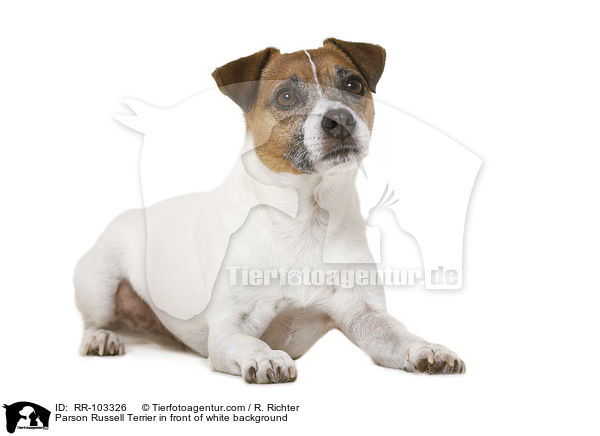 Parson Russell Terrier in front of white background / RR-103326