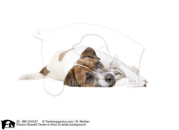 Parson Russell Terrier in front of white background / RR-103327