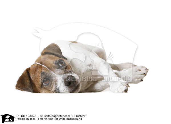 Parson Russell Terrier in front of white background / RR-103328