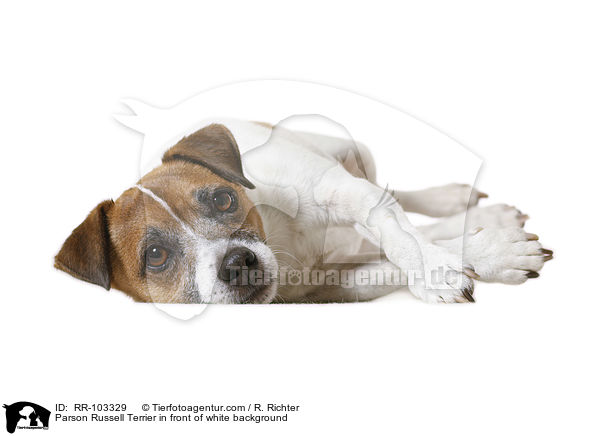 Parson Russell Terrier in front of white background / RR-103329