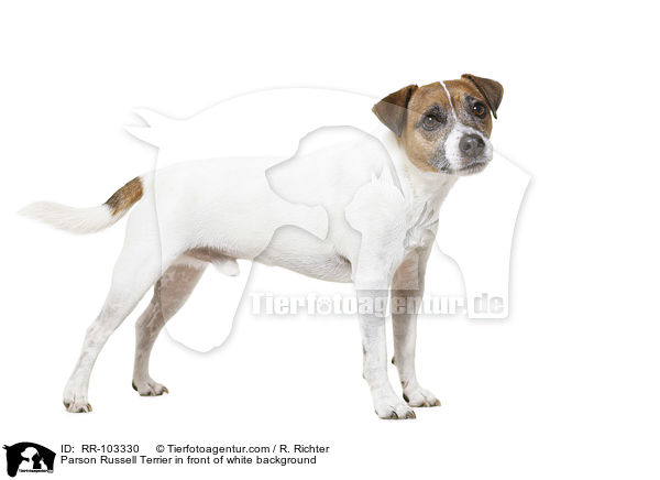 Parson Russell Terrier in front of white background / RR-103330