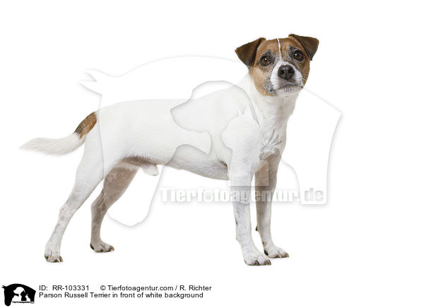 Parson Russell Terrier vor weiem Hintergrund / Parson Russell Terrier in front of white background / RR-103331