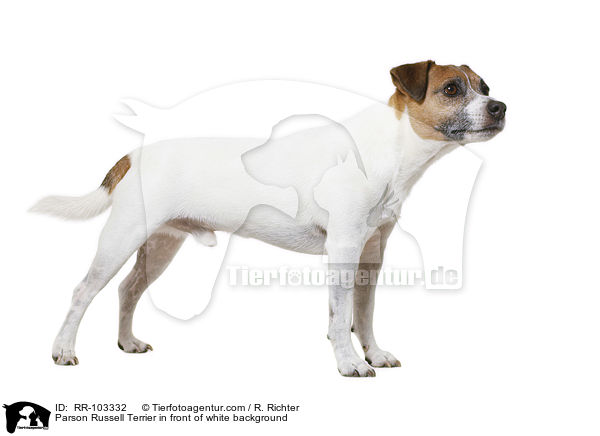 Parson Russell Terrier in front of white background / RR-103332