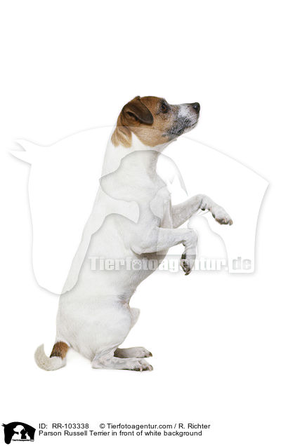Parson Russell Terrier vor weiem Hintergrund / Parson Russell Terrier in front of white background / RR-103338