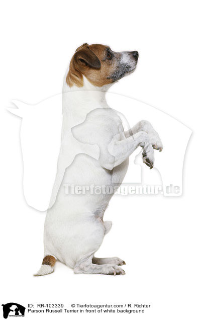 Parson Russell Terrier in front of white background / RR-103339