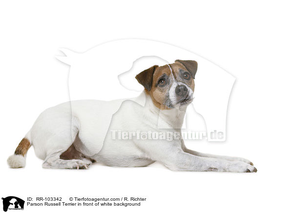 Parson Russell Terrier vor weiem Hintergrund / Parson Russell Terrier in front of white background / RR-103342