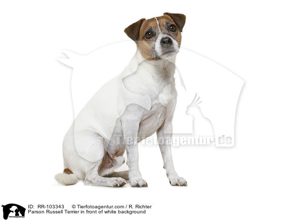 Parson Russell Terrier in front of white background / RR-103343