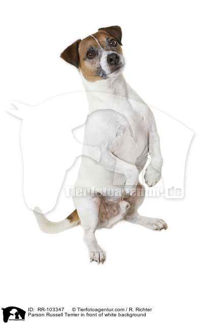 Parson Russell Terrier in front of white background / RR-103347
