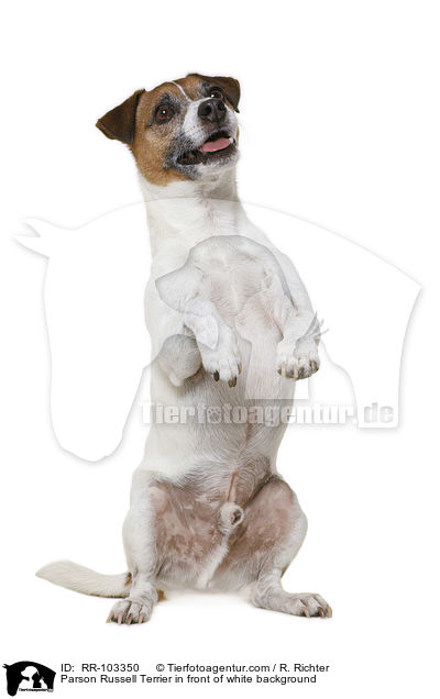 Parson Russell Terrier in front of white background / RR-103350