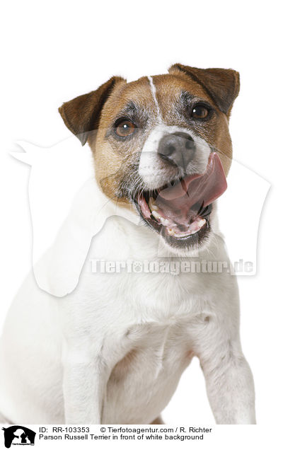 Parson Russell Terrier in front of white background / RR-103353