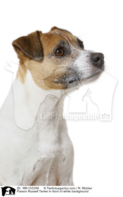 Parson Russell Terrier in front of white background / RR-103356