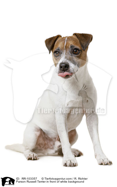 Parson Russell Terrier vor weiem Hintergrund / Parson Russell Terrier in front of white background / RR-103357