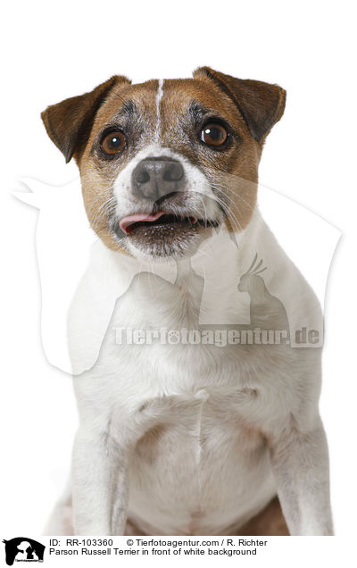 Parson Russell Terrier vor weiem Hintergrund / Parson Russell Terrier in front of white background / RR-103360