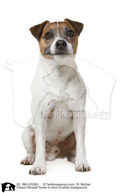 Parson Russell Terrier in front of white background / RR-103363
