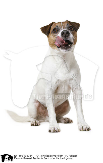 Parson Russell Terrier in front of white background / RR-103364