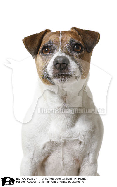 Parson Russell Terrier in front of white background / RR-103367