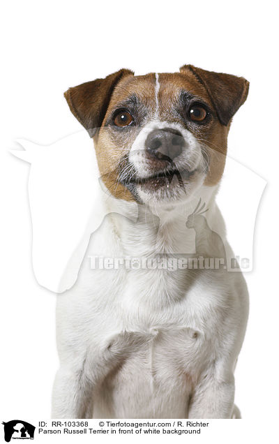 Parson Russell Terrier in front of white background / RR-103368