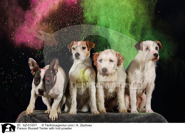 Parson Russell Terrier mit Holi Pulver / Parson Russell Terrier with holi powder / AZ-01001