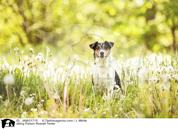 sitting Parson Russell Terrier / JAM-01715