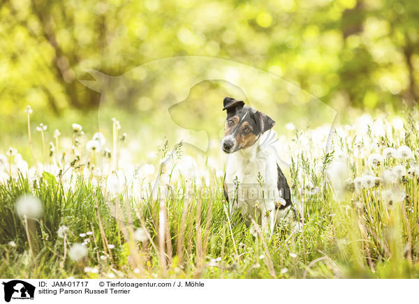 sitzender Parson Russell Terrier / sitting Parson Russell Terrier / JAM-01717