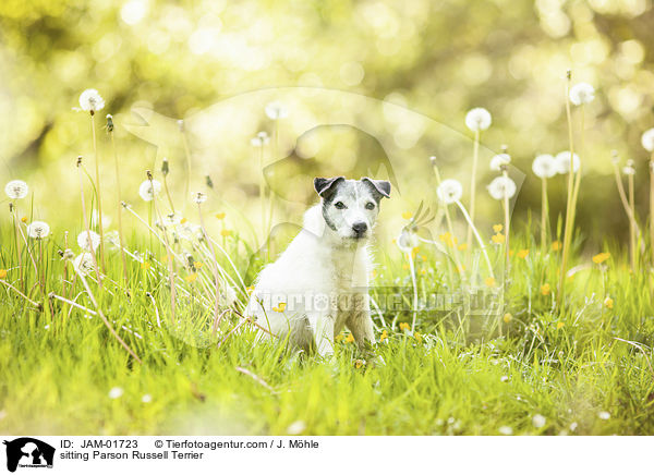 sitting Parson Russell Terrier / JAM-01723
