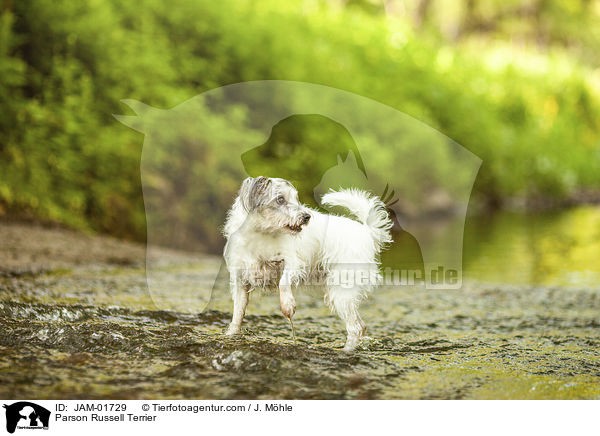 Parson Russell Terrier / JAM-01729