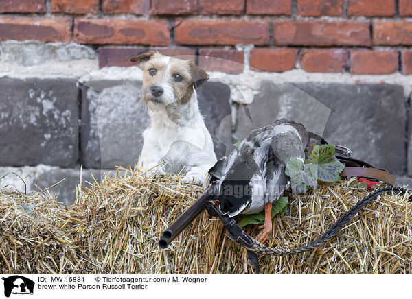 braun-weier Parson Russell Terrier / brown-white Parson Russell Terrier / MW-16881
