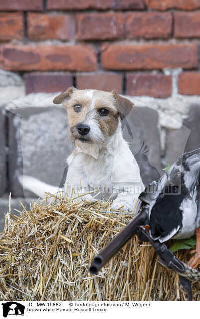 brown-white Parson Russell Terrier / MW-16882
