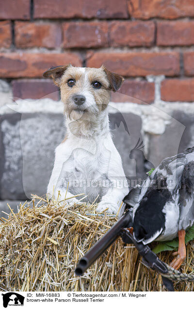 braun-weier Parson Russell Terrier / brown-white Parson Russell Terrier / MW-16883