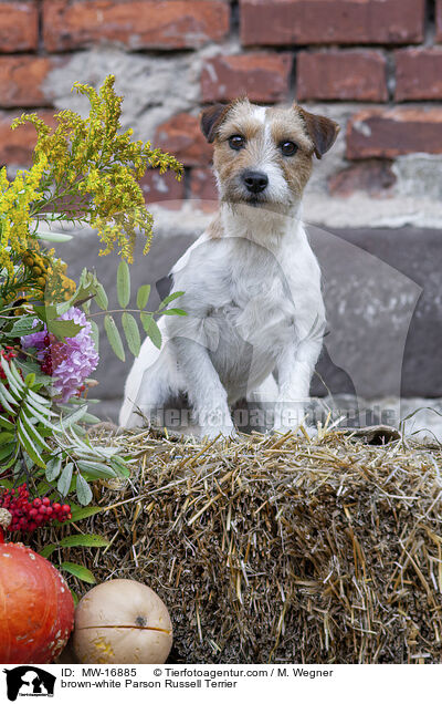 braun-weier Parson Russell Terrier / brown-white Parson Russell Terrier / MW-16885