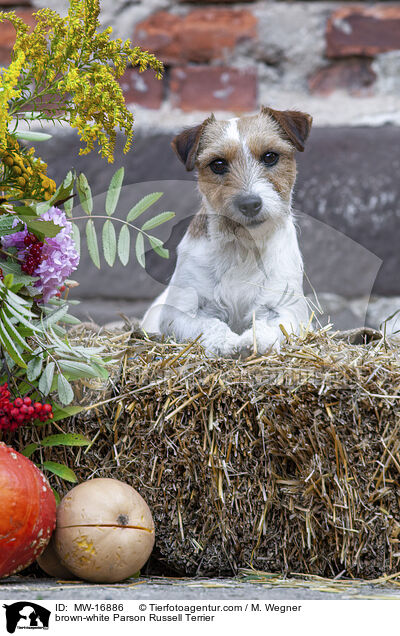 brown-white Parson Russell Terrier / MW-16886