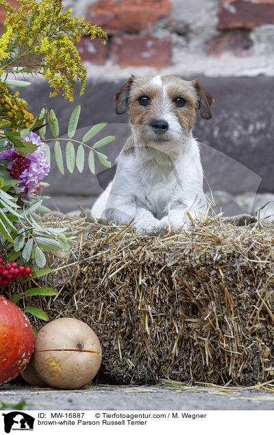 braun-weier Parson Russell Terrier / brown-white Parson Russell Terrier / MW-16887