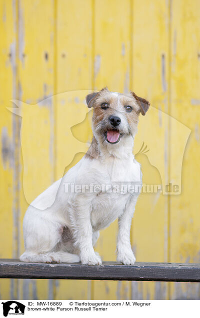 brown-white Parson Russell Terrier / MW-16889