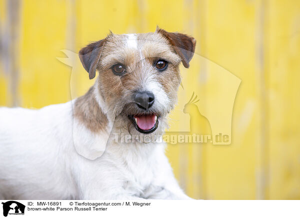 brown-white Parson Russell Terrier / MW-16891