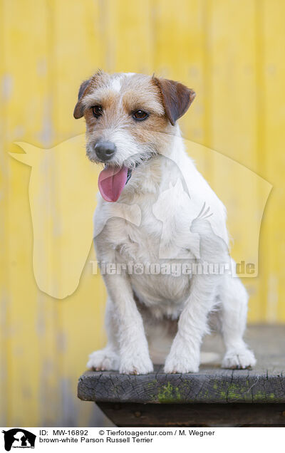 brown-white Parson Russell Terrier / MW-16892
