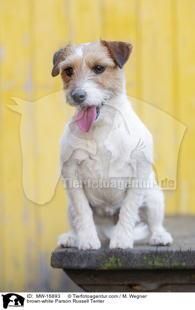 braun-weier Parson Russell Terrier / brown-white Parson Russell Terrier / MW-16893