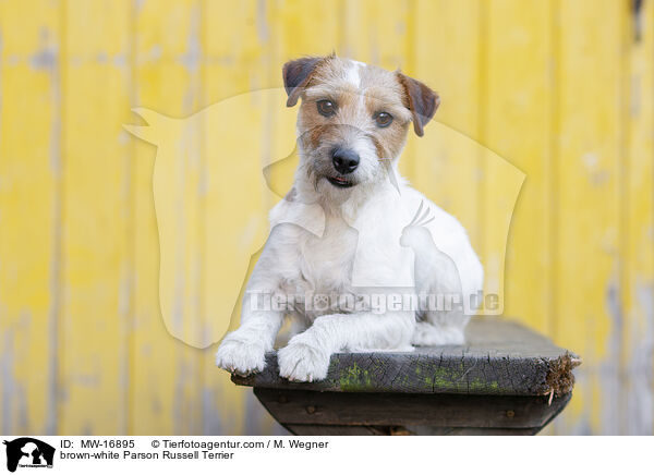 brown-white Parson Russell Terrier / MW-16895
