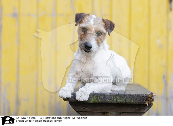 braun-weier Parson Russell Terrier / brown-white Parson Russell Terrier / MW-16896