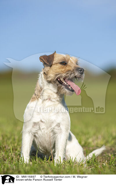 brown-white Parson Russell Terrier / MW-16897