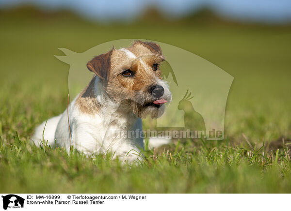 brown-white Parson Russell Terrier / MW-16899