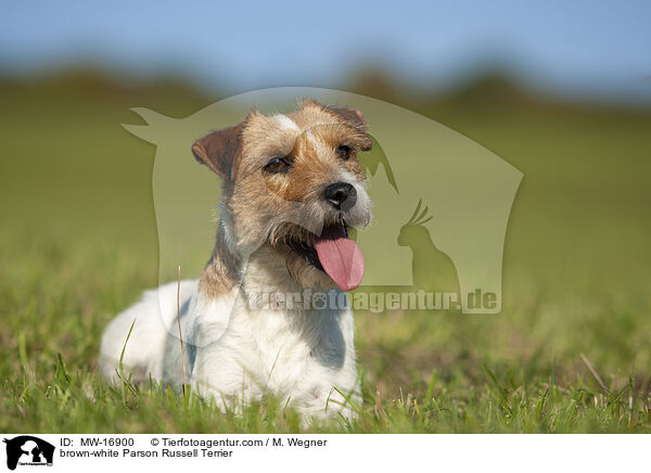 brown-white Parson Russell Terrier / MW-16900