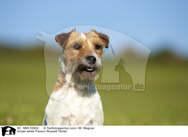 brown-white Parson Russell Terrier / MW-16902