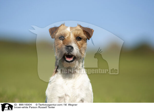 brown-white Parson Russell Terrier / MW-16904