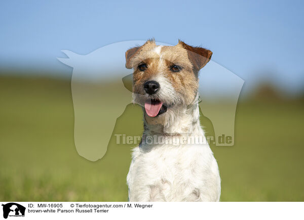 brown-white Parson Russell Terrier / MW-16905
