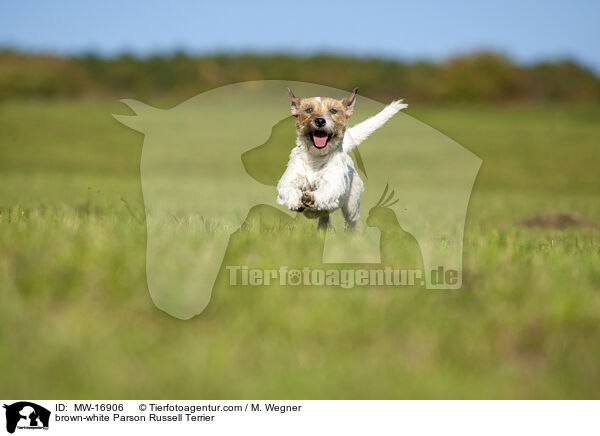 brown-white Parson Russell Terrier / MW-16906