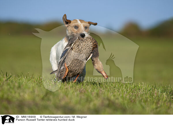 Parson Russell Terrier retrieves hunted duck / MW-16909
