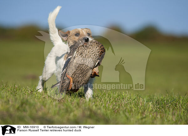 Parson Russell Terrier apportiert erlegte Ente / Parson Russell Terrier retrieves hunted duck / MW-16910