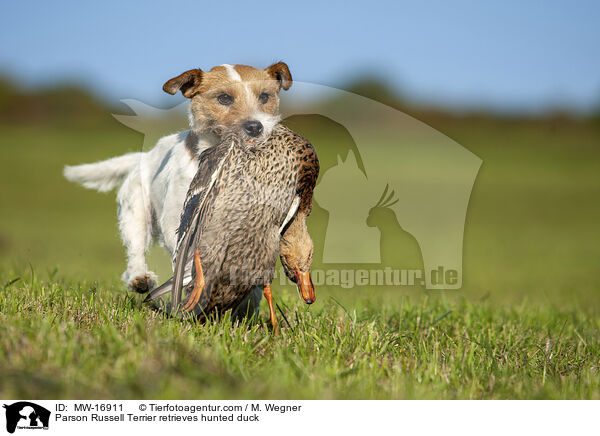 Parson Russell Terrier apportiert erlegte Ente / Parson Russell Terrier retrieves hunted duck / MW-16911