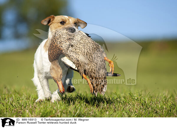 Parson Russell Terrier apportiert erlegte Ente / Parson Russell Terrier retrieves hunted duck / MW-16913